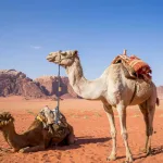 chameaux dans le desert algerien